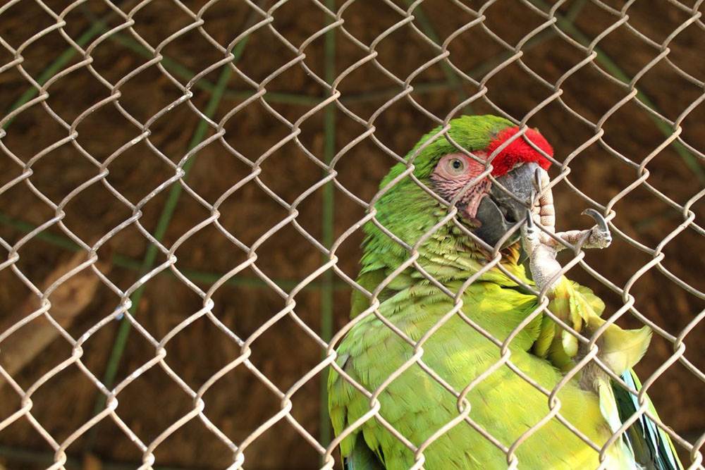 chainlink fence bird aviary wire mesh