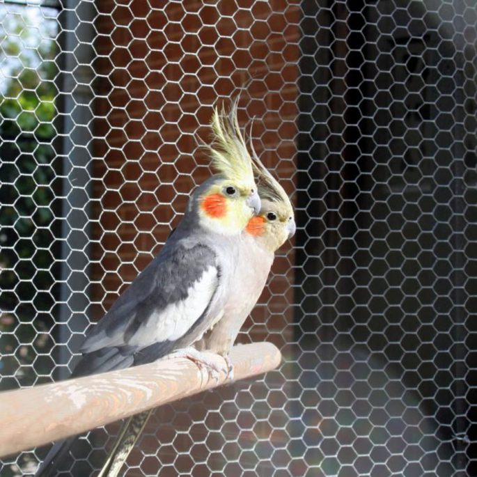 Stainless Steel Bird Aviary Mesh