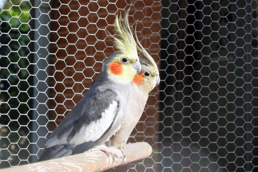 Stainless Steel Bird Aviary Mesh