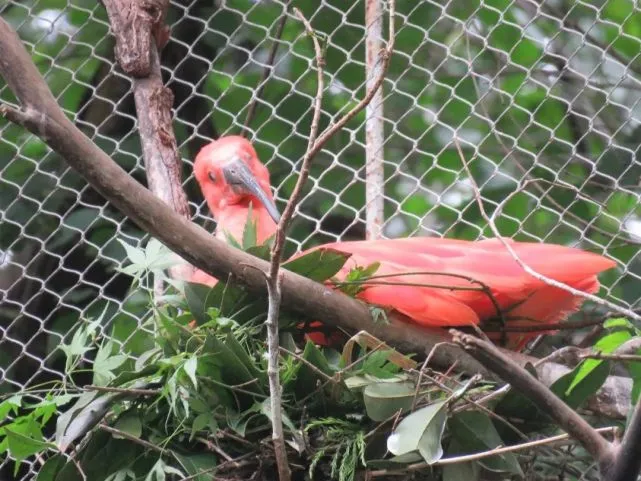 stainless steel aviary mesh stainless steel aviary mesh