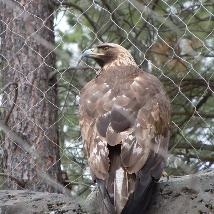 stainless steel mesh for bird cages-project